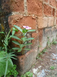 Close-up of plant growing outdoors