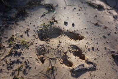 Close-up of plant growing on ground