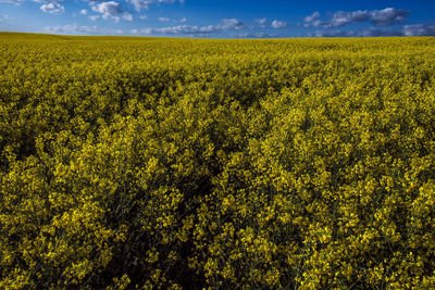 Scenic view of oilseed rape field against sky