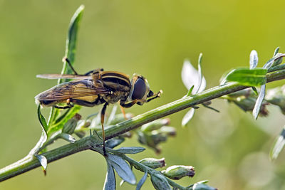 Close-up of butterfly perching on branch