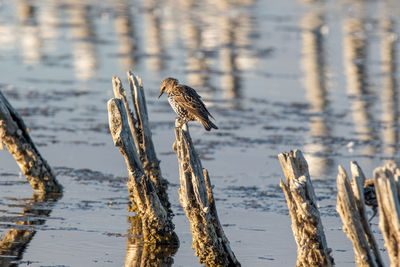 Flock of birds perching on wood