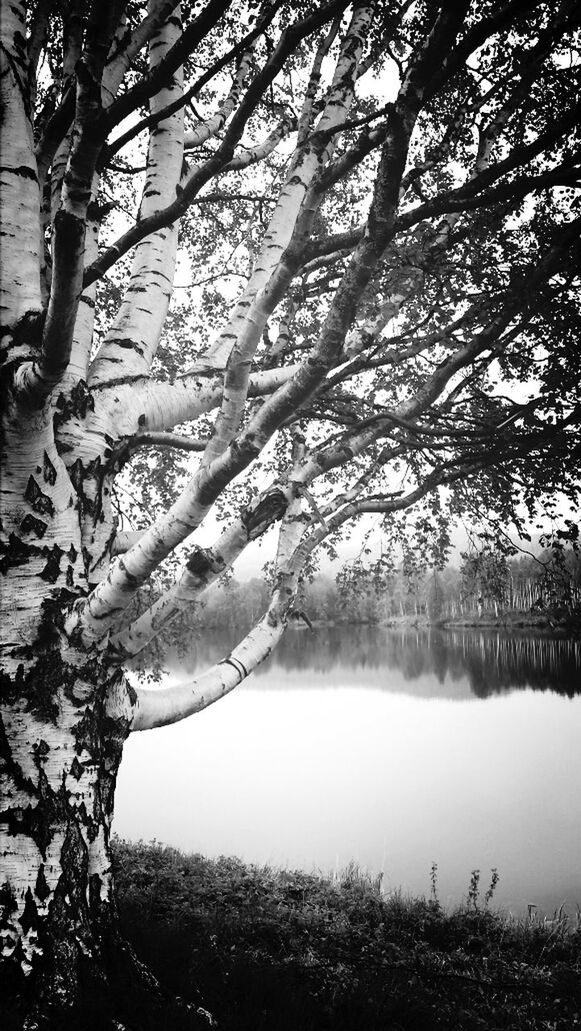 tree, branch, water, tranquility, tranquil scene, lake, nature, bare tree, beauty in nature, scenics, growth, tree trunk, sky, reflection, day, river, lakeshore, outdoors, non-urban scene, idyllic