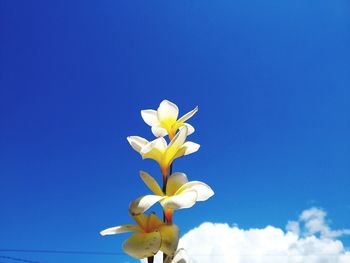 Low angle view of flowering plant against blue sky