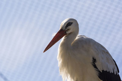 Close-up of pelican against sky