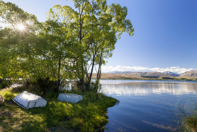 Tree by lake against sky