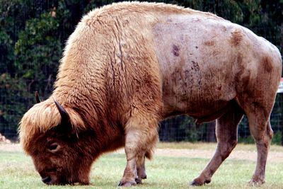 Close-up of horse grazing on field