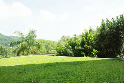 Trees growing on landscape
