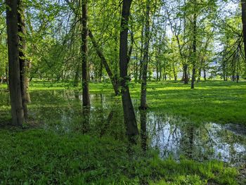 Scenic view of forest