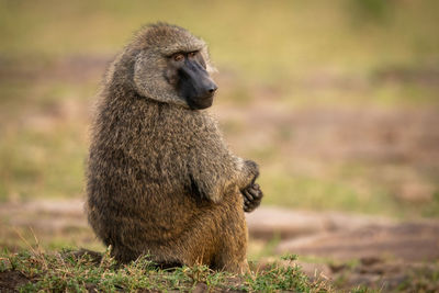 Olive baboon sits on grass eyeing camera