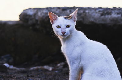 Close-up portrait of a cat