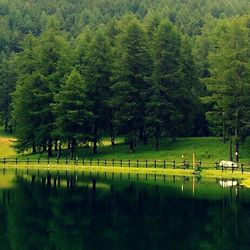 Trees growing on landscape