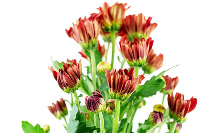 Close-up of flowers against white background