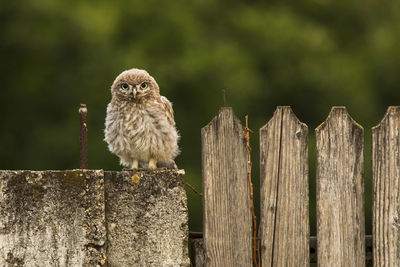 Bird perching on wooden post