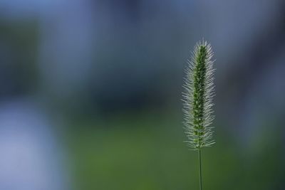 Close-up of fresh green plant