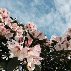 Close-up of pink flowers on branch