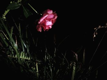 Close-up of pink rose in field