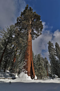 Low angle view of trees on snow covered landscape