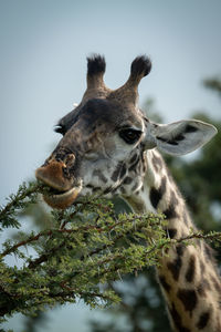 Close-up of masai giraffe munching thornbush branch