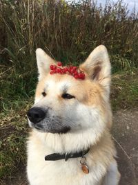 Close-up of dog on grass