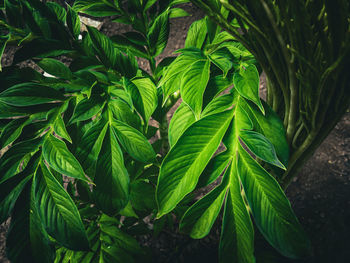 Close-up of leaves