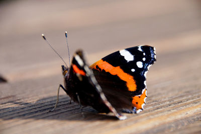 Close-up of butterfly perching on wooden table