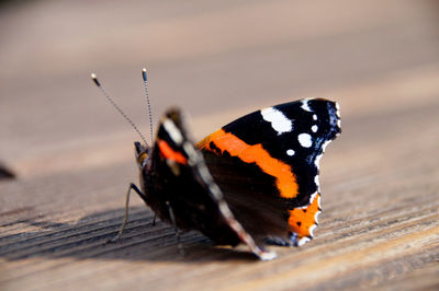 Close-up of butterfly