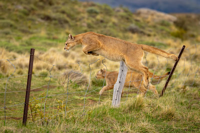 Portrait of cheetah on field