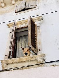 Portrait of dog peeking through window of building