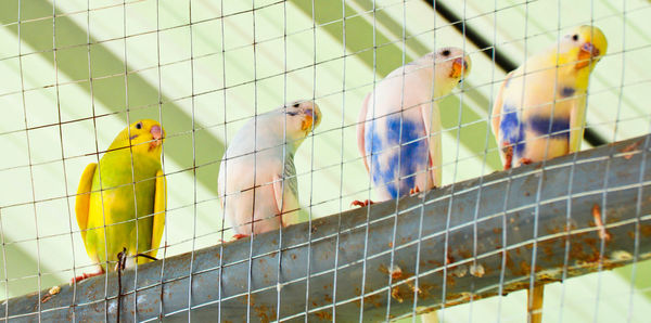 Birds perching against ceiling