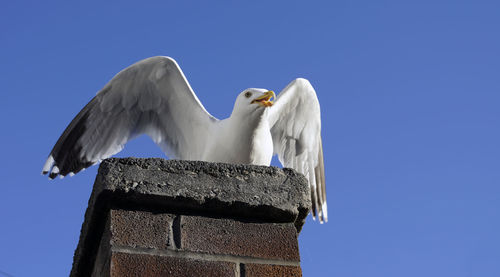 Low angle view of seagull perching