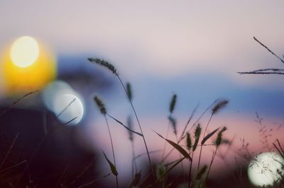 Close-up of plants growing on field against sky during sunset