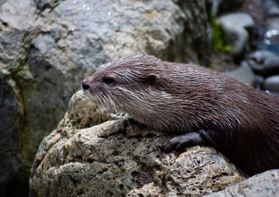 Close-up of an animal