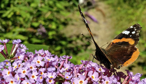 Close-up of butterfly perching on flower