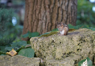 Close-up of squirrel on tree trunk