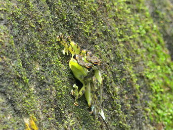 Green lizard on tree
