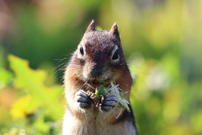 A close up of a ground squirrel eating a dandelion head in the morning at glacier national park 