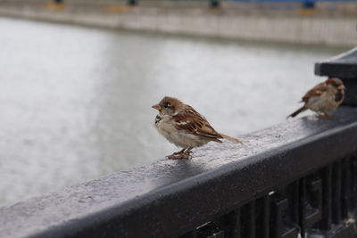 Bird perching on railing