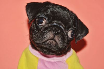 Close-up portrait of a dog