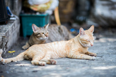 Cat looking away