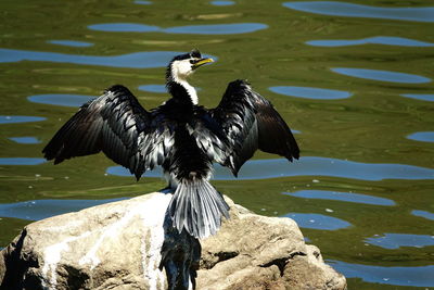 Bird perching on rock by lake