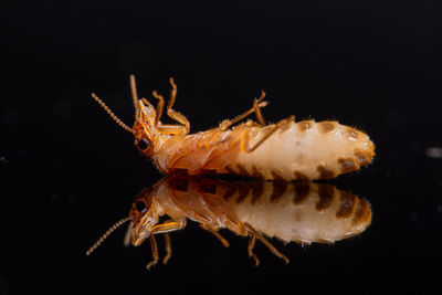 Close-up of insect over black background