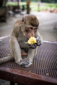 Monkey eating food