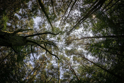 Low angle view of trees in forest