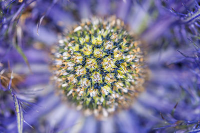 Macro shot of flower