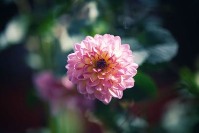 Close-up of pink flower