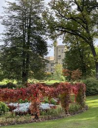 Trees and plants in garden against building
