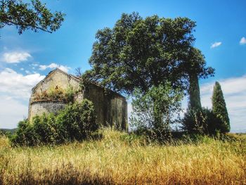 Trees growing on field against sky