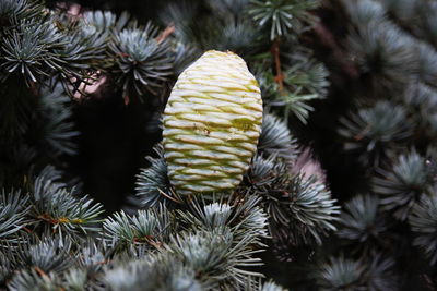 Close-up of christmas tree