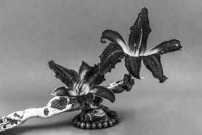 Close-up of wilted flower on table against white background