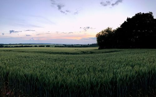 Scenic view of agricultural field against sky at sunset